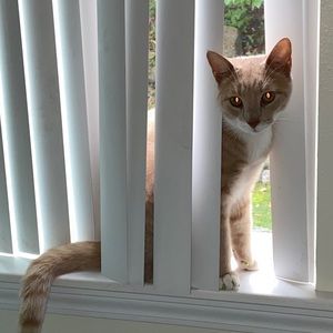 Meet your Posher, Alexa